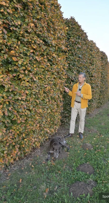 Rotbuchenhecken - Henning Breimann